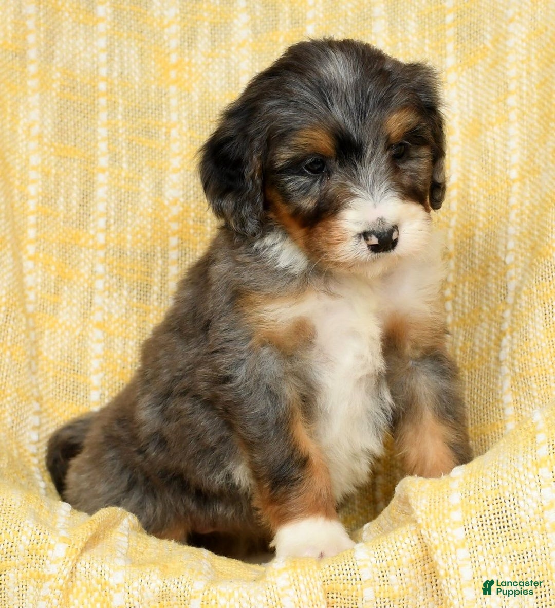Bernedoodle dogs for sale: Stella - Image 2