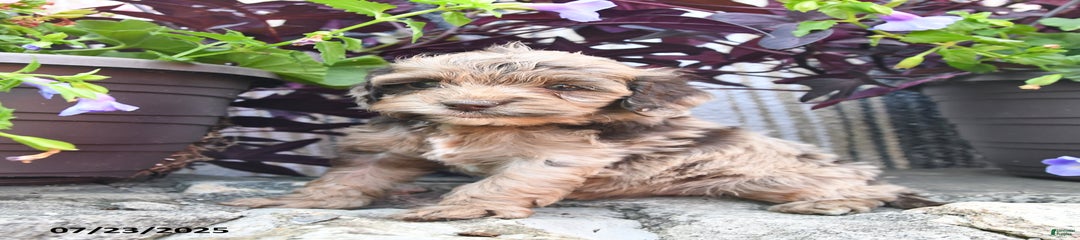 Snickers