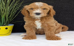 Goldendoodle dogs for sale: Parker - Image 9