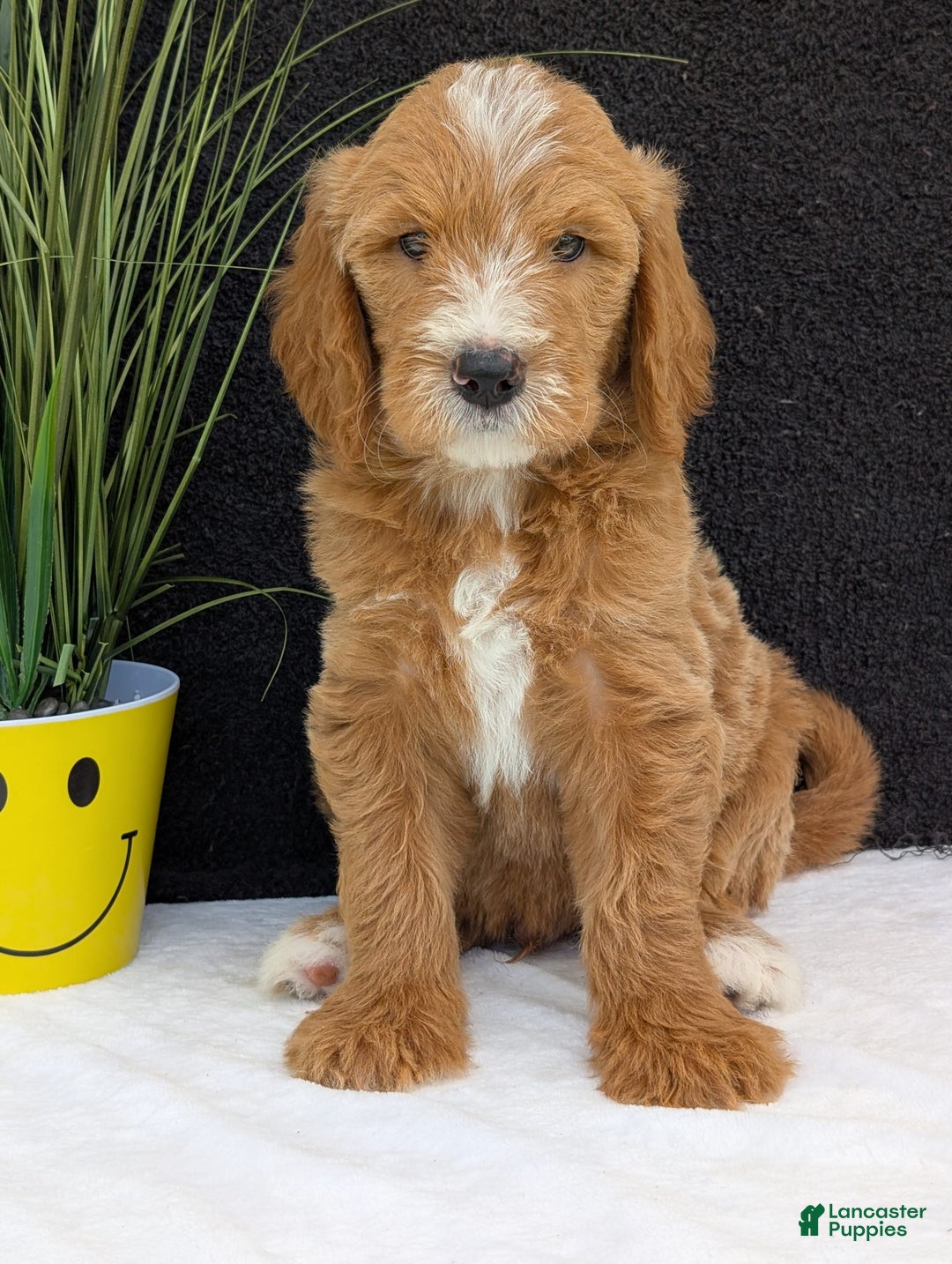 Goldendoodle dogs for sale: Parker - Image 9