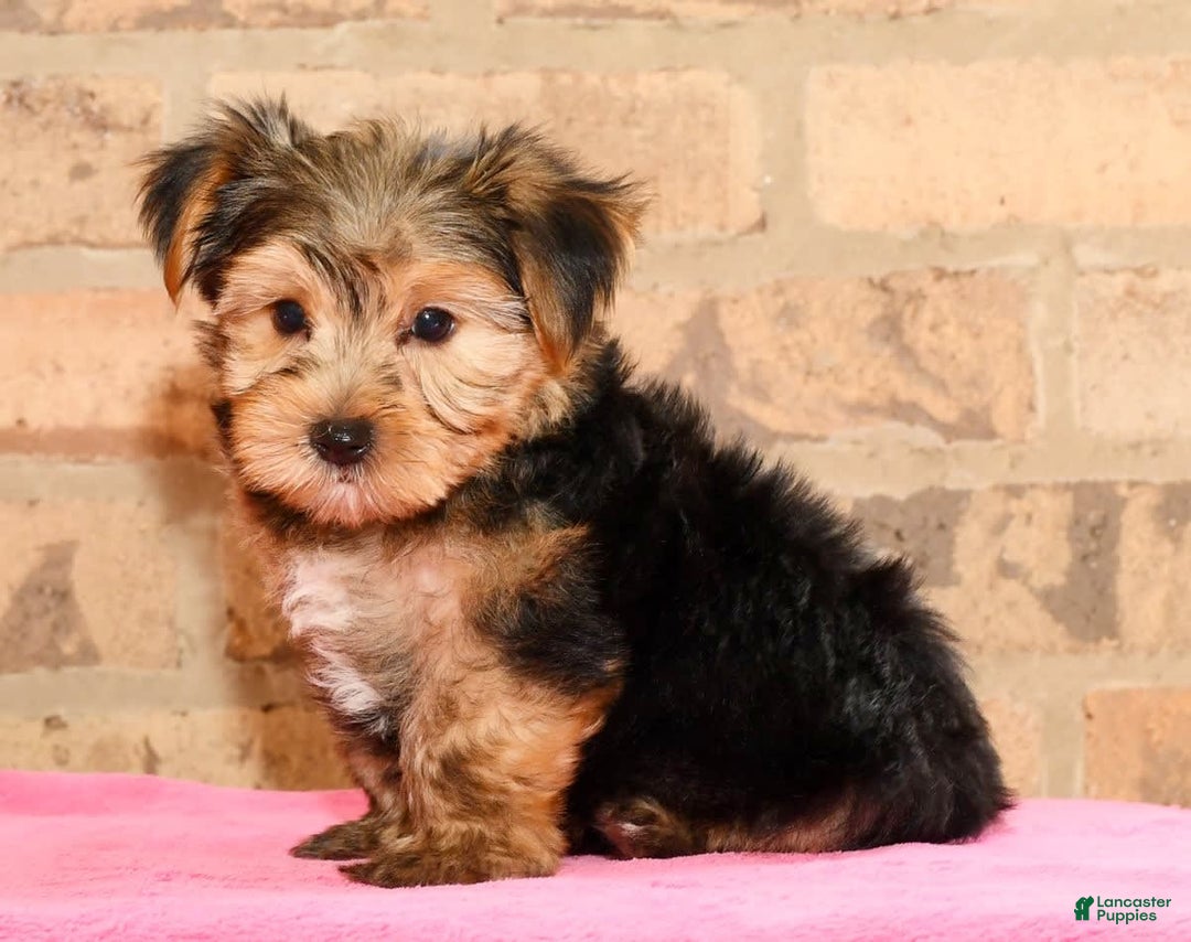 Yorkshire Terrier dogs for sale: Frisky - Image 7