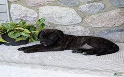 English Mastiff dogs for sale: Berkley - Image 9