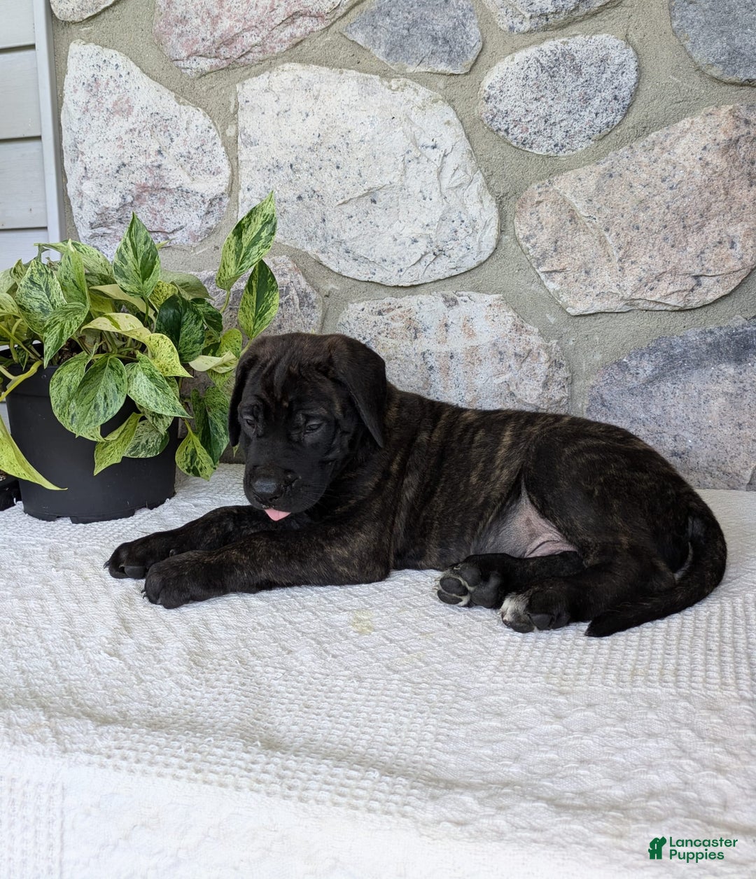 English Mastiff dogs for sale: Berkley - Image 9