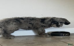 Goldendoodle dogs for sale: Armani - Image 6