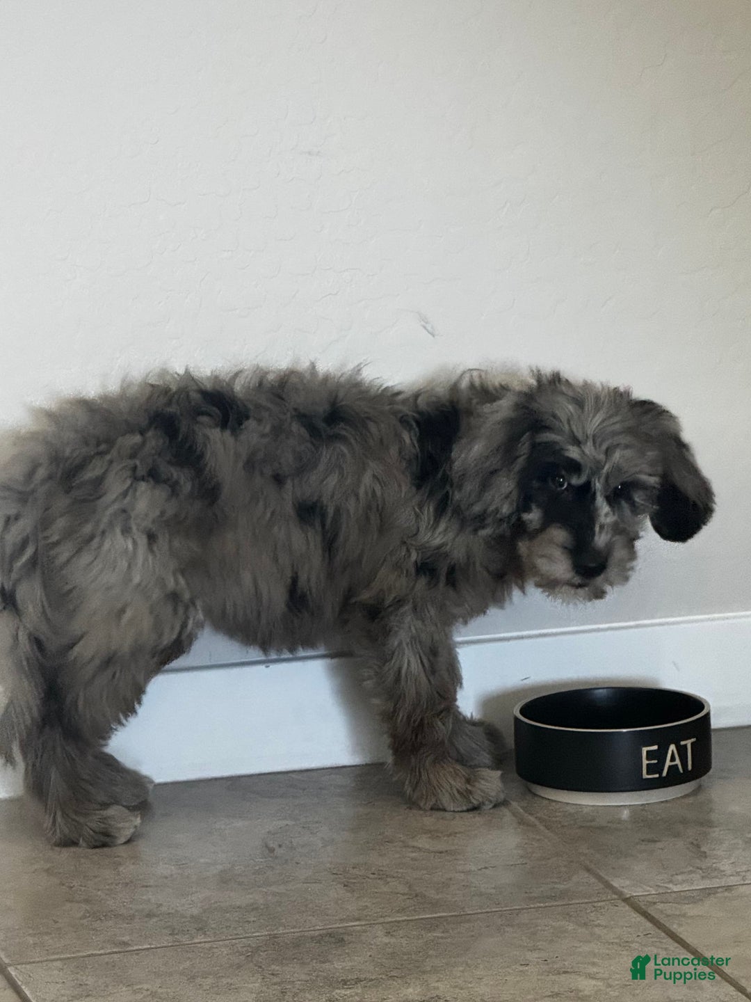 Goldendoodle dogs for sale: Armani - Image 6