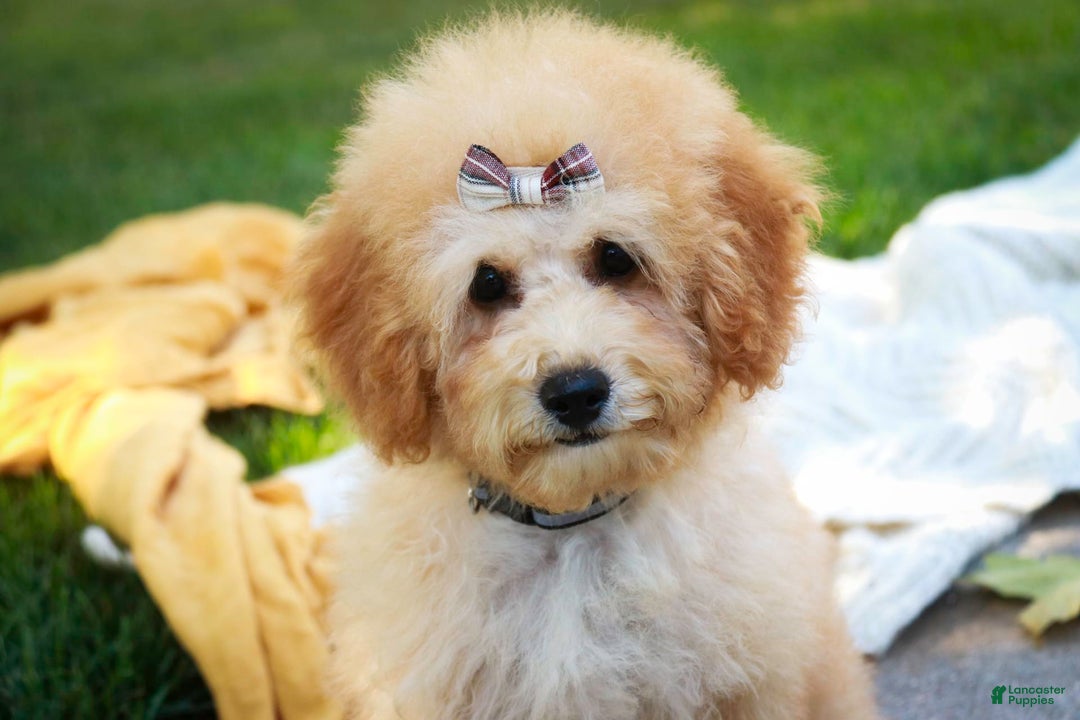 Miniature Poodle dogs for sale: Addison - Image 9