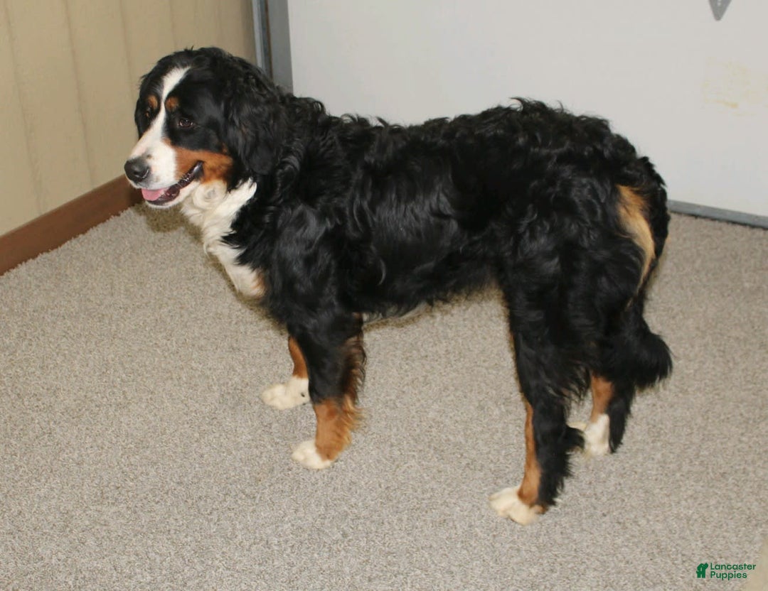 Mini Bernedoodle dogs for sale: Mabel - Image 9