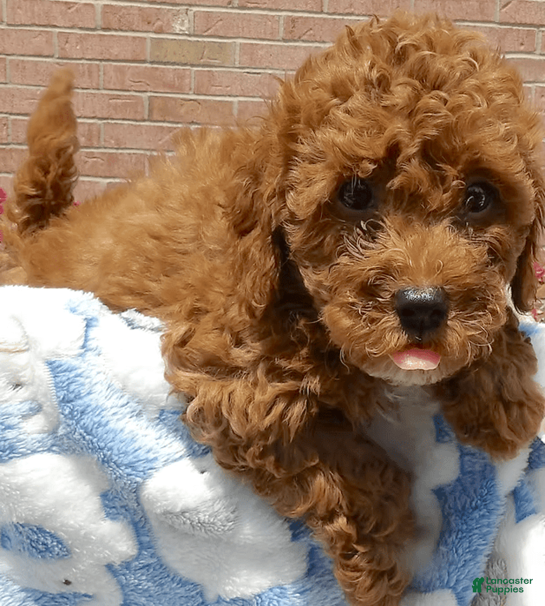 Toy Poodle dogs for sale: Rocky - Image 2
