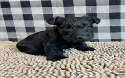 Scottish Terrier dogs for sale: Mandy - Image 4