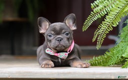 French Bulldog dogs for sale: Nora - Image 11
