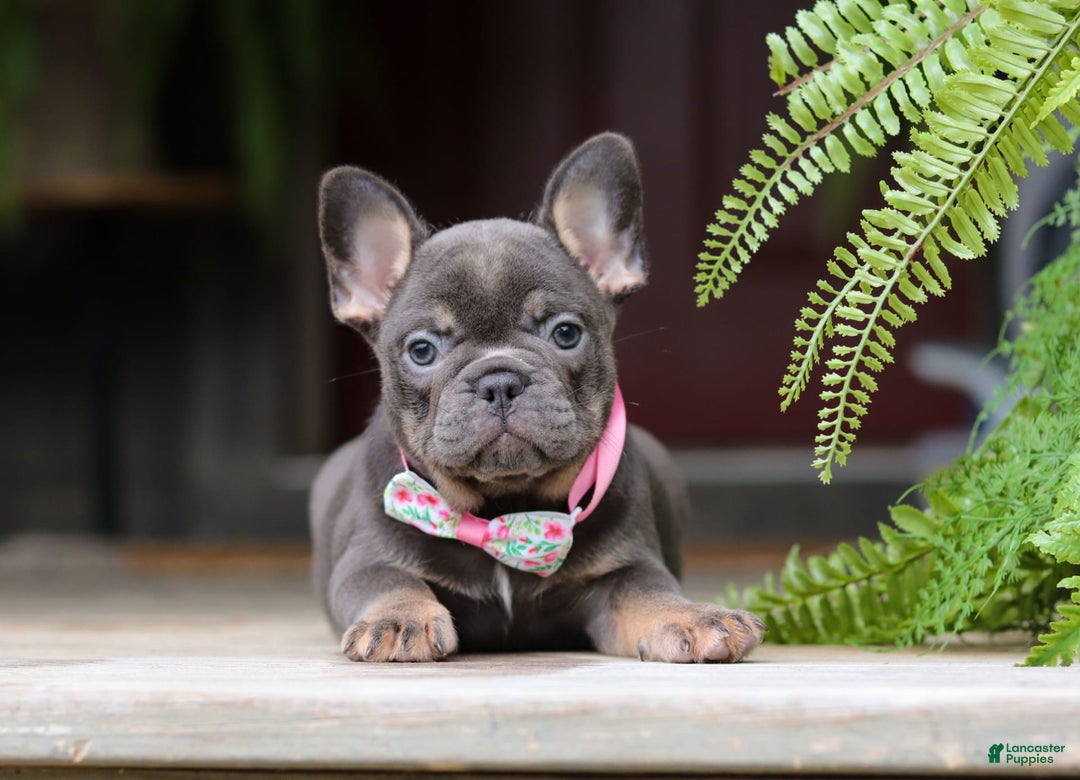 French Bulldog dogs for sale: Nora - Image 11