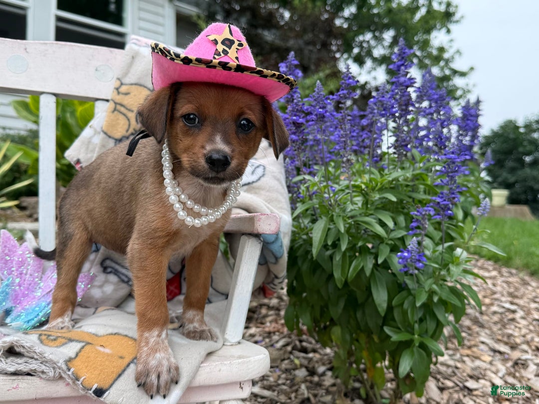 Australian Cattle Dog dogs for sale: Minnie - Image 3
