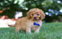 Cavapoo dogs for sale: Cavapoo 5 puppies - Image 5