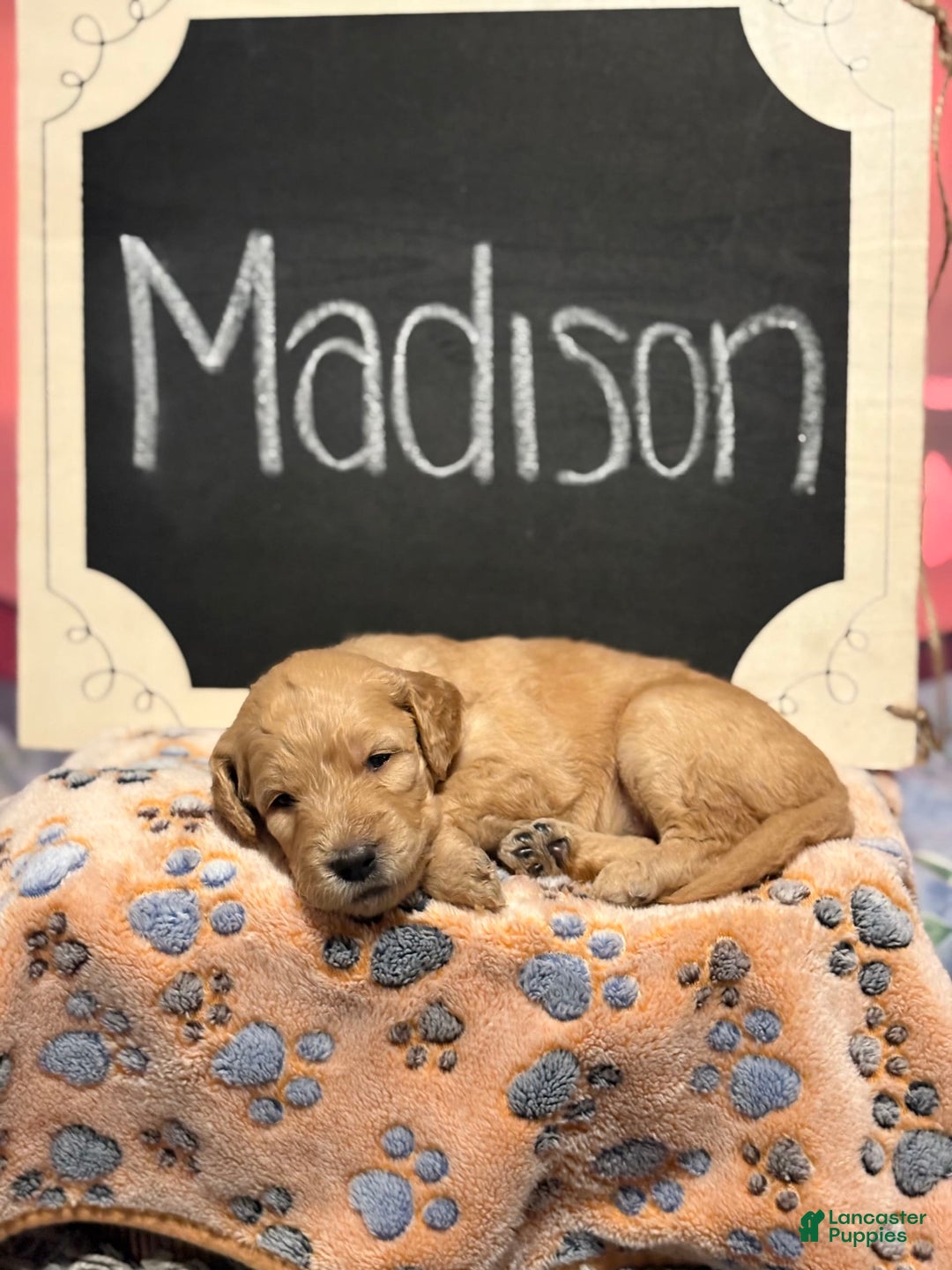 Goldendoodle dogs for sale: Madison - Image 5