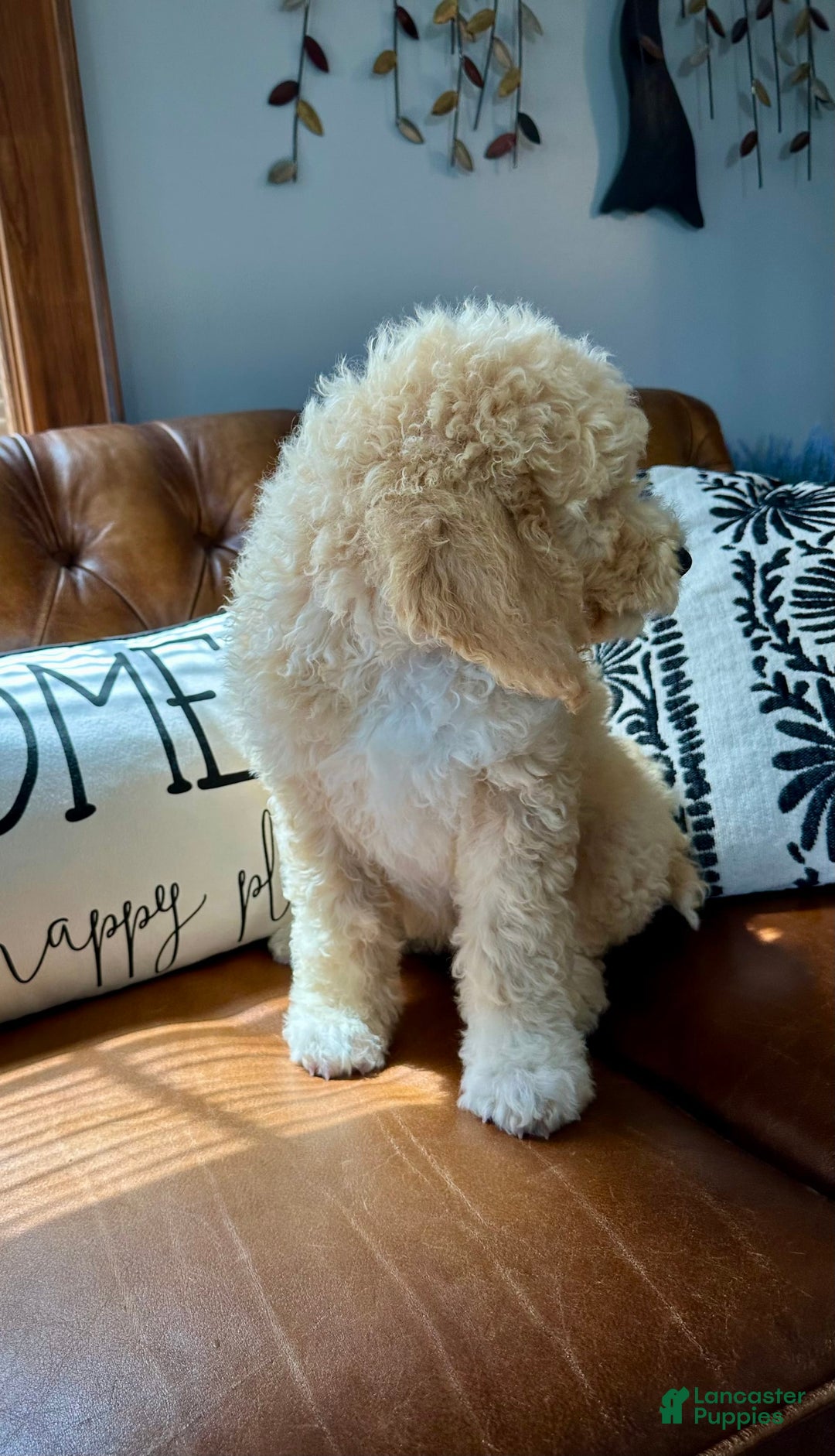 Labradoodle dogs for sale: Multigenerational Coco - Image 29