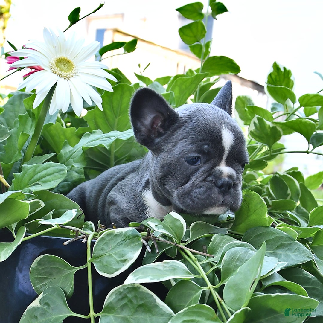 French Bulldog dogs for sale: Marjorie - Image 4