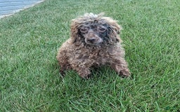 Cockapoo dogs for sale: Teresa - Image 6