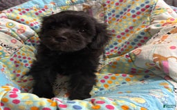  dogs for sale: Daisy - Image 1