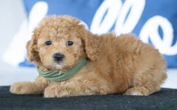 Mini Goldendoodle dogs for sale: Wendy - Image 3
