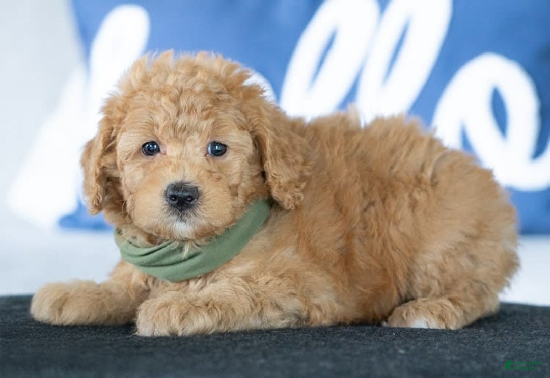 Mini Goldendoodle dogs for sale: Wendy - Image 3