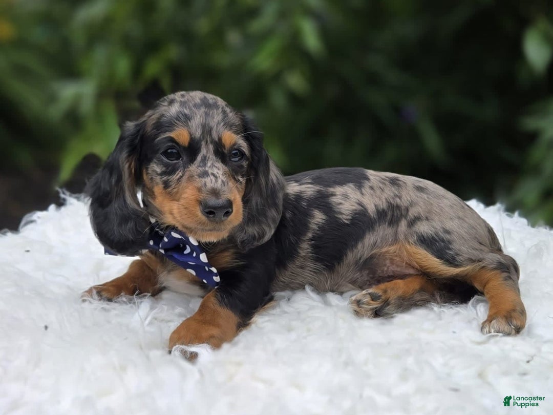 Miniature Dachshund dogs for sale: Andrew - Image 2
