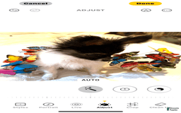 Papillon dogs for sale: Biscuit - Image 4