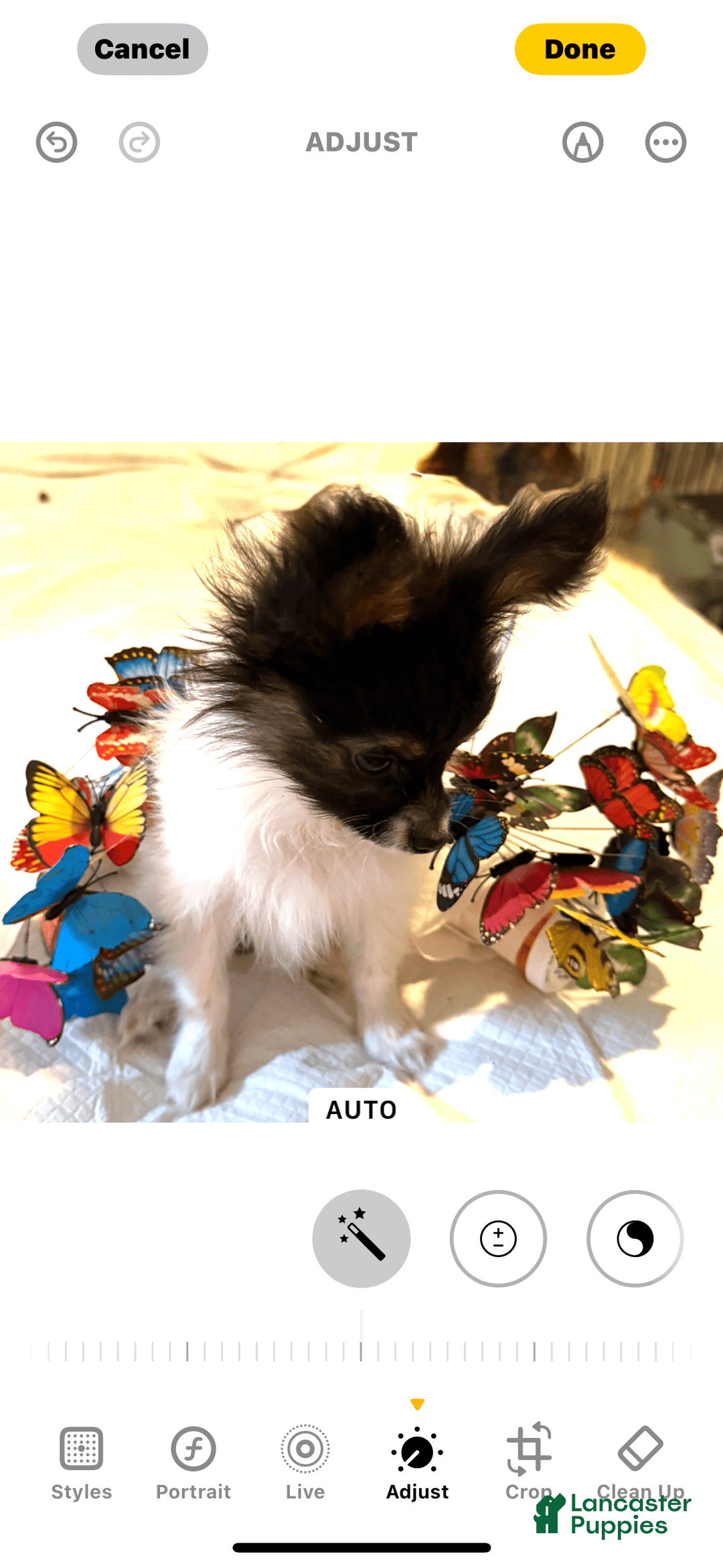 Papillon dogs for sale: Biscuit - Image 4