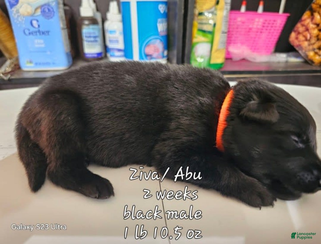 German Shepherd dogs for sale: Black Boy Orange Collar - Image 1