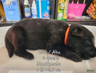 Black Boy Orange Collar