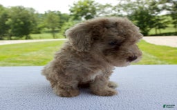 Miniature Poodle dogs for sale: Jackson - Image 5