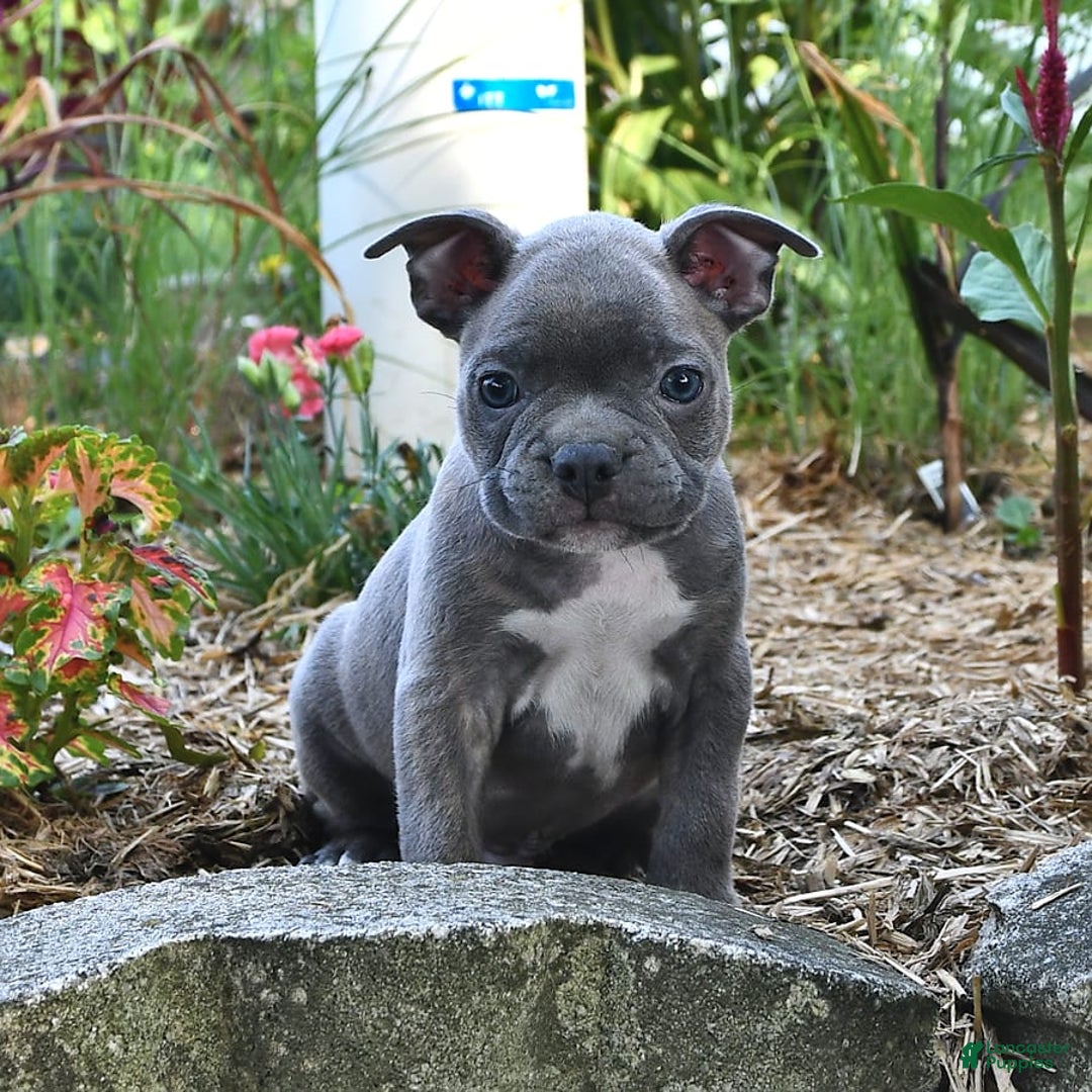 Frenchton dogs for sale: Gus - Image 3