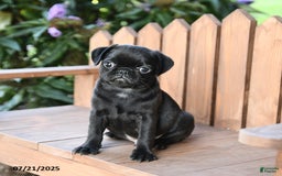 Pug dogs for sale: Marco - Image 3