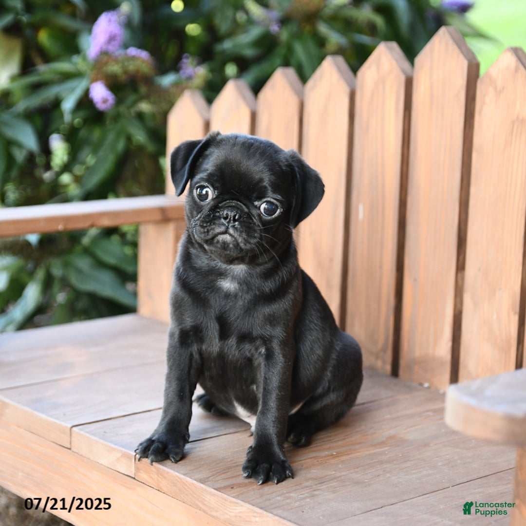 Pug dogs for sale: Marco - Image 3