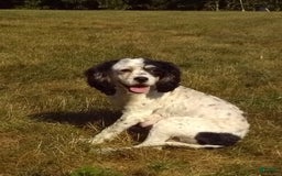 Cavapoo dogs for sale: Brady - Image 10