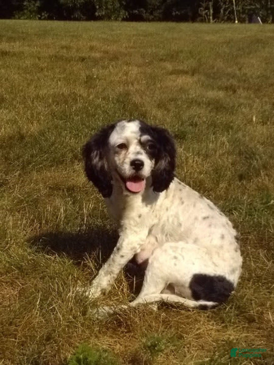 Cavapoo dogs for sale: Brady - Image 10
