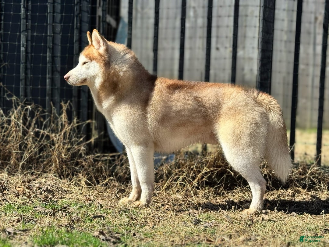 Siberian Husky dogs for sale: Viktor - Image 2