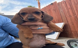 Miniature Dachshund dogs for sale: Twins - Image 19
