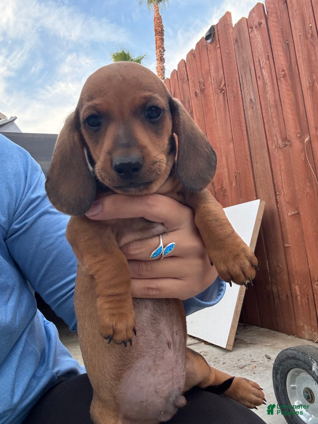 Miniature Dachshund dogs for sale: Twins - Image 19