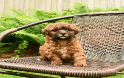 Shihpoo dogs for sale: Jeremy - Image 5