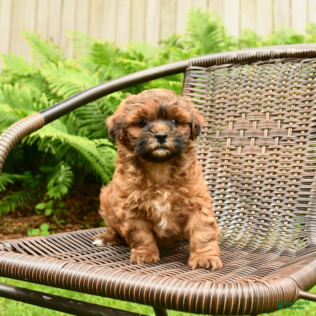 Shihpoo dogs for sale: Jeremy - Image 5