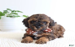 Toy Poodle dogs for sale: Gilbert - Image 1