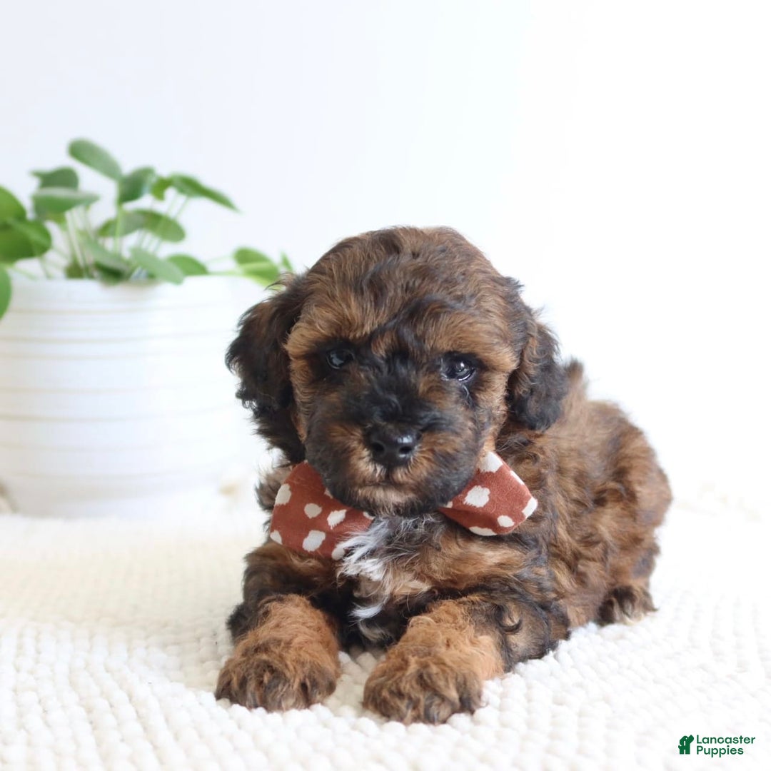 Toy Poodle dogs for sale: Gilbert - Image 1