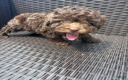 Toy Poodle dogs for sale: Toy Poodle 2 puppies - Image 1
