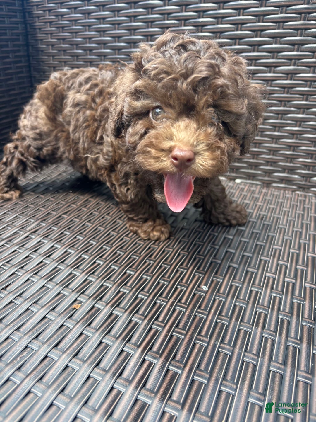Toy Poodle dogs for sale: Toy Poodle 2 puppies - Image 1