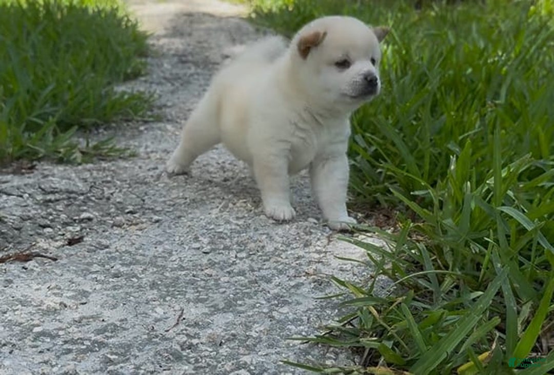 Shiba Inu dogs for sale: Yuki - Image 6