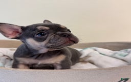 French Bulldog dogs for sale: Sunny - Image 2