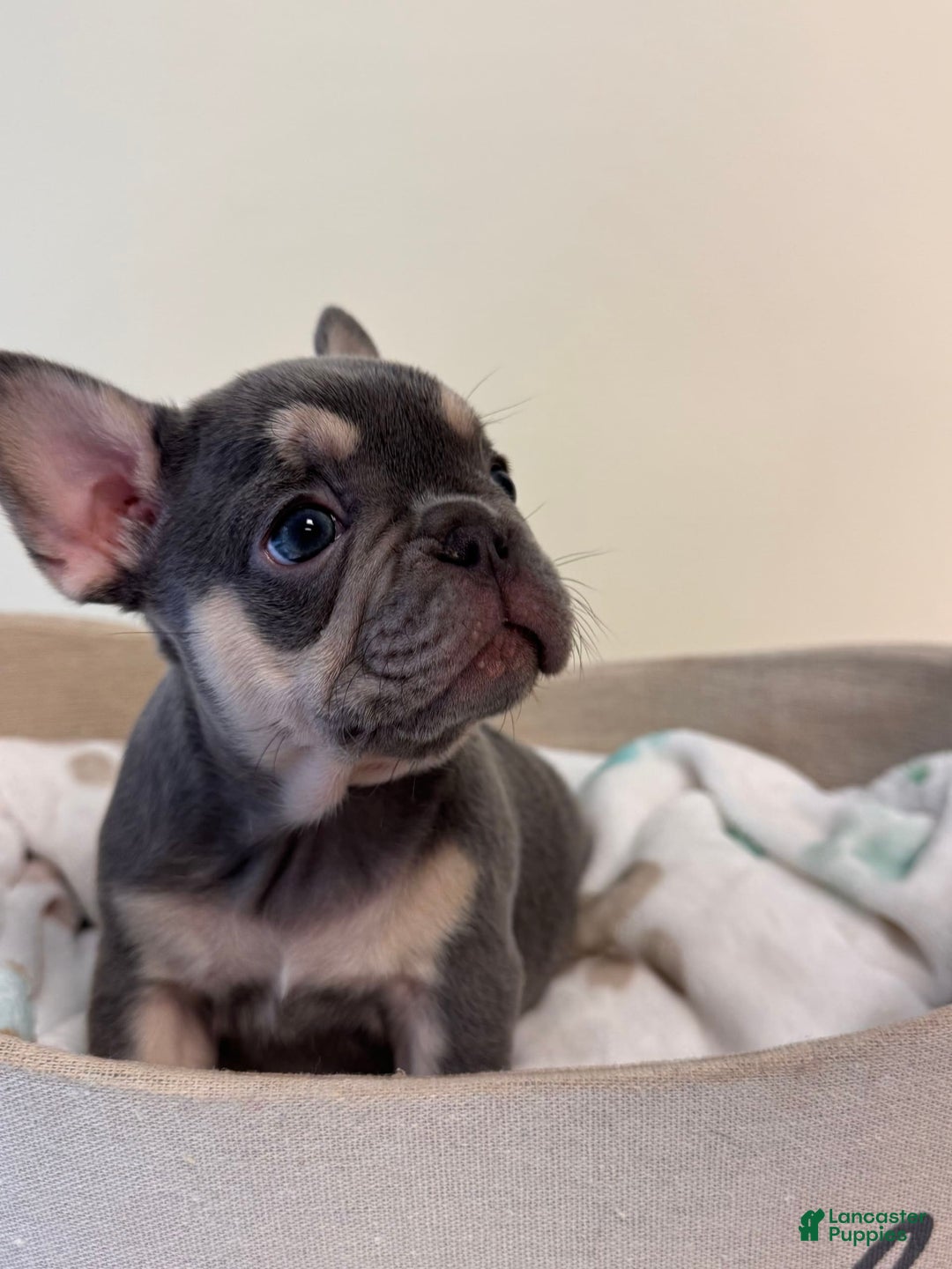 French Bulldog dogs for sale: Sunny - Image 2