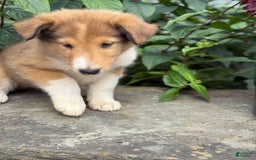 Collie dogs for sale: Amora - Image 5