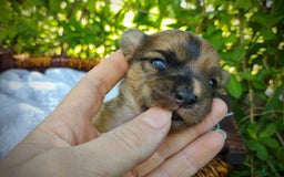 Morkie dogs for sale: Rare Gold Merle Beetle - Image 9