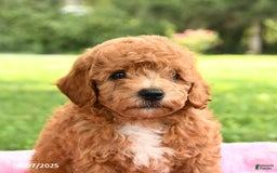 Miniature Poodle dogs for sale: Archie - Image 4